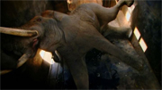What Happens When You Wake Up a Bull Elephant In A Box?